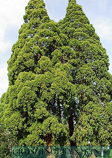 Sequoia - pokumbukira mtsogoleri