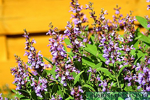 Salvia officinalis - билка на благосостојба и здравје