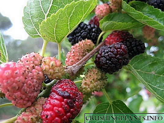 Mulberry - osisi nke na-alaghachi ntorobịa