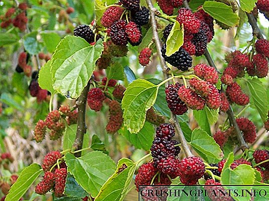 Mulberry tresna wangkal