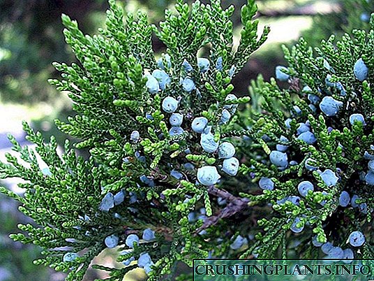 Qua significabatur omnium abundantia - Juniperus sabina