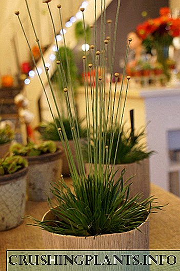 Synganthus - modernst Indoor Getreide