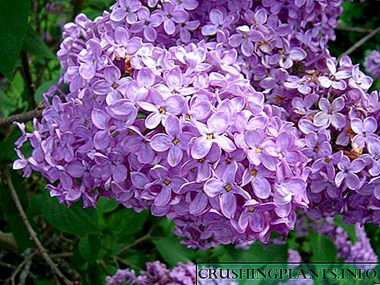 Lilac: nebat û xweş bikin