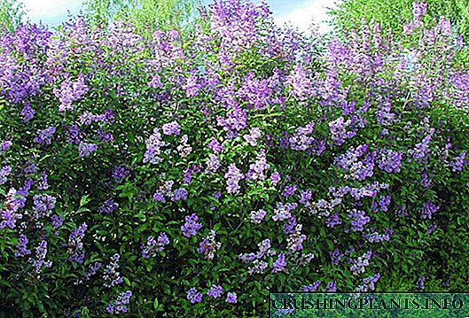 Lilac Hong Kong - ora keturunan