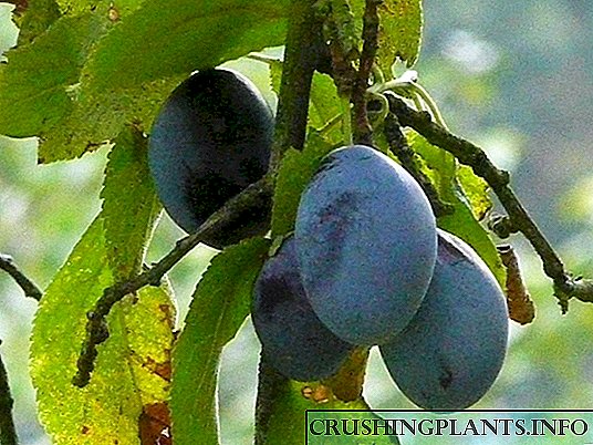 Pagtanum sa plum