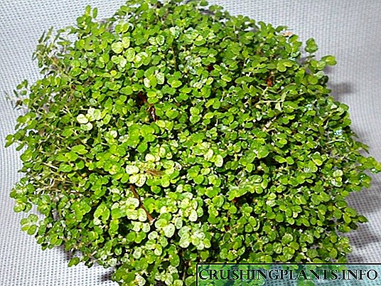 Soleyroliya - viridis pila