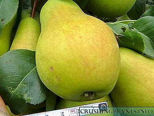 ប្រភេទនៃ pears ។
