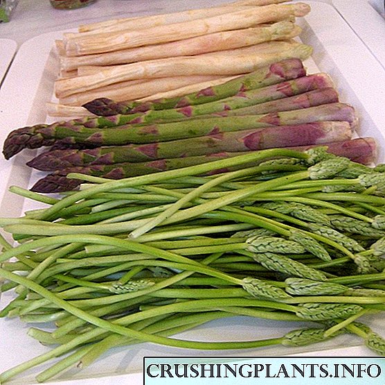 O tla rata li-asparagus