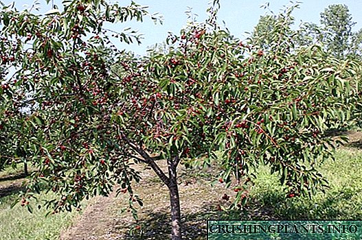 Nakatayo ang mga Cherry Orchards
