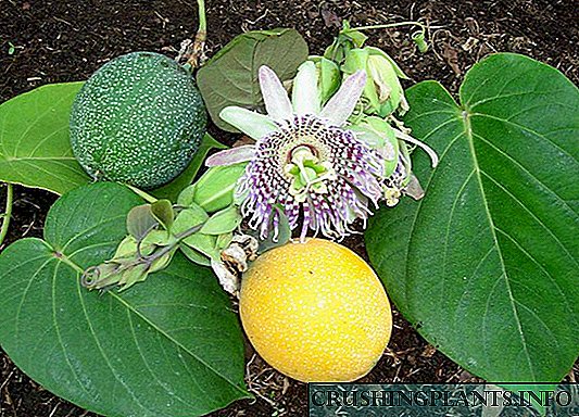 Passionflower, jew sempliċement Passiflora