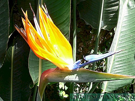 Strelitzia - Bird of Paradise