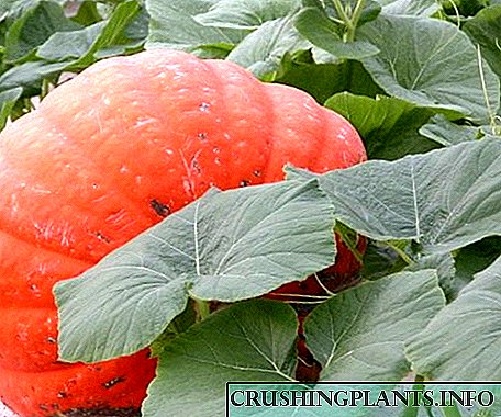 Pumpkin - Nutritionistê we