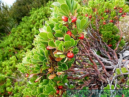 Bearberry - medicinalibus versu "durarent secundisque aures"