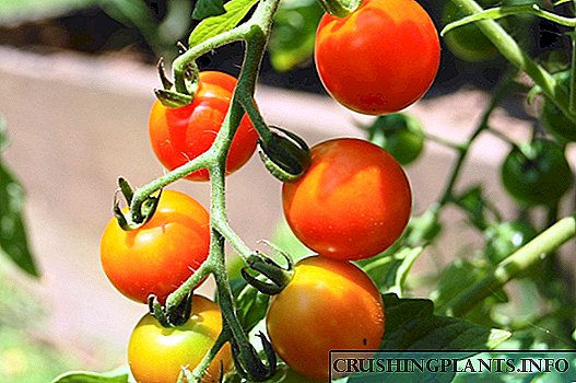Albalı Pomidorları - Müxtəlif çeşidlərdə böyümək xüsusiyyətləri