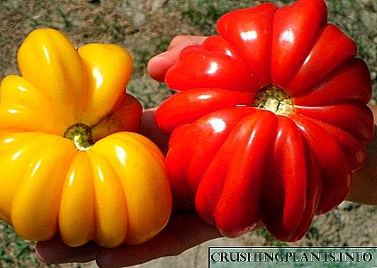Pomidorlar: sug'oriladimi yoki suvsizmi?
