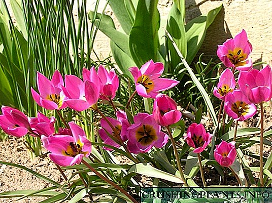 Kulawarga Tulip