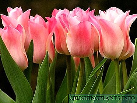 Tulipanët - në rritje dhe kujdes