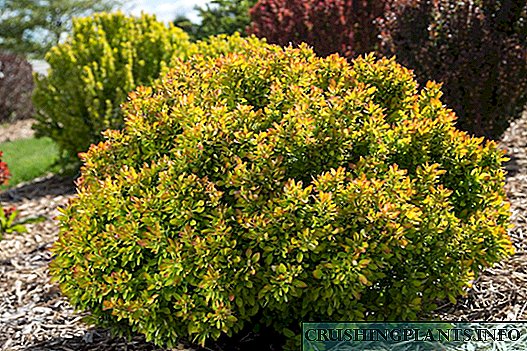 Barberry Care