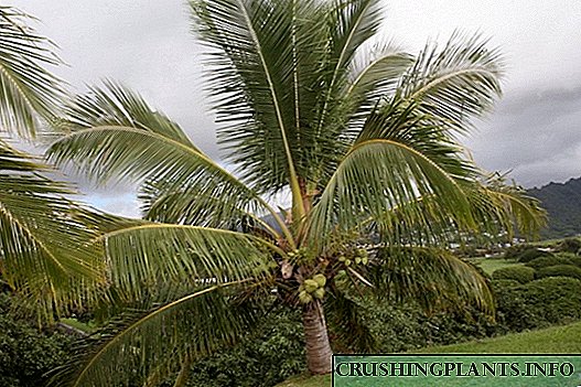 Palma parvarishi