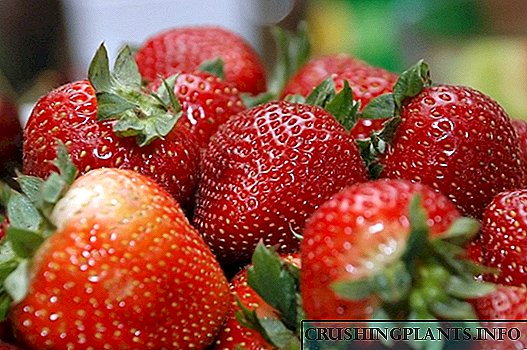 Perkebunan strawberry anjeun
