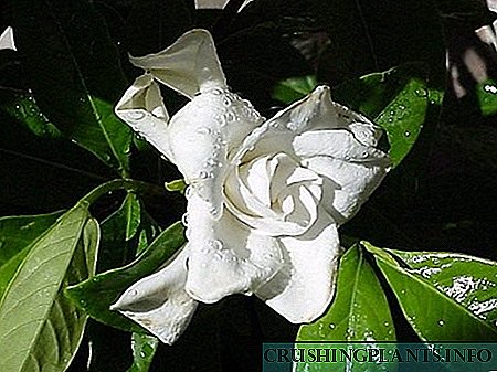 Majestic gardenia