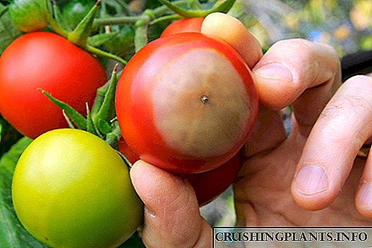 Вршливо гниење на доматите - методи за превенција и контрола