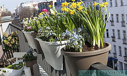 Flores de cebola de primavera en balcóns e loggia