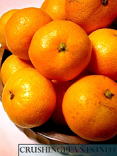Ruhọrọ Mkpụrụ osisi Citrus