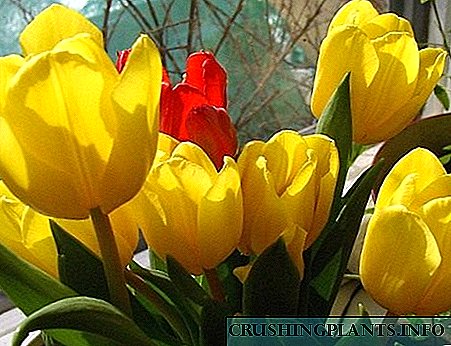 Muwon tulips
