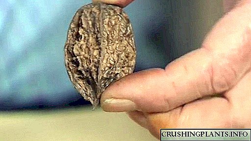 Urang tumuwuh walnut Manchurian
