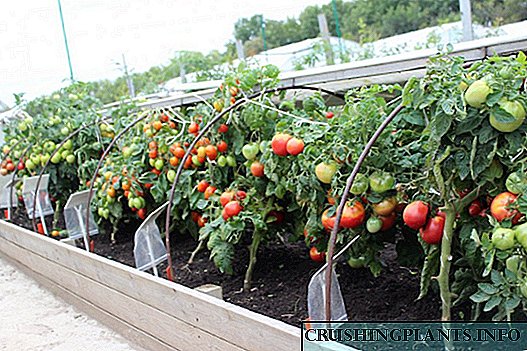 Urang tumuh tomat dina kotak-kotak gunung