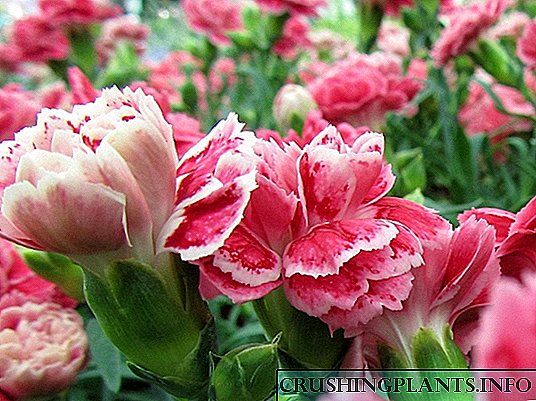 Na-etolite carnations na greenhouses
