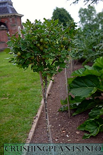 Rritje gooseberry dhe rrush pa fara të kuqe në një rrjedhin
