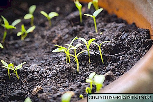 Uzgoj mucela iz sjemena