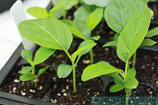 Loj hlob eggplant seedlings