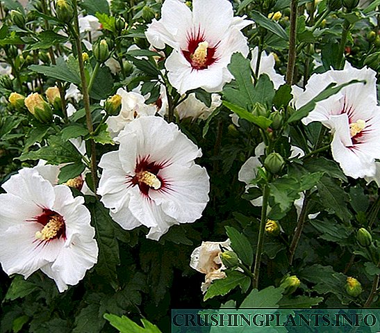 Rritja dhe kujdesi për hibiscus kopsht