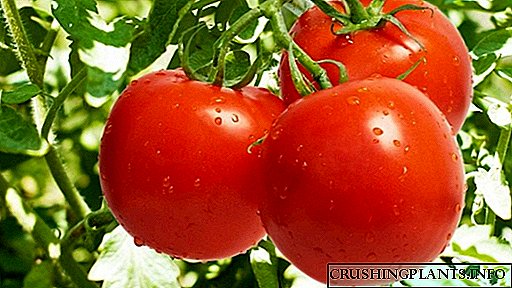 Tomaten wuessen an Treibhousen