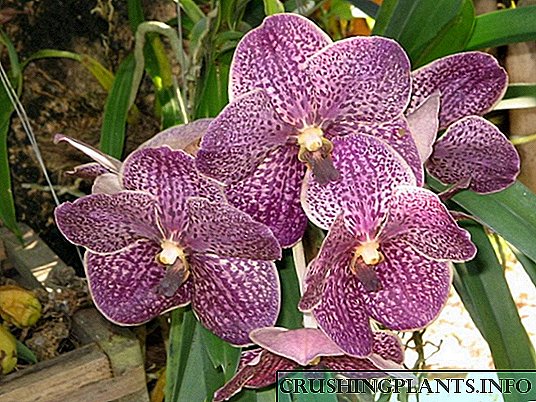 E faigofie le tupu aʻe o se orchid