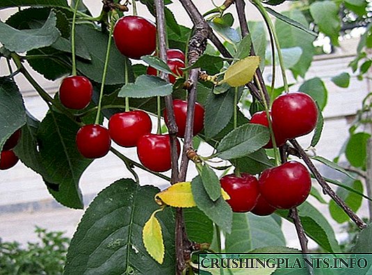 Cherry ug plum sa bugnaw nga klima
