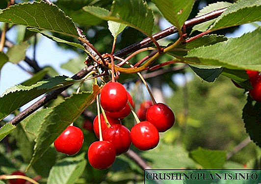 Cherry - zonse zokhudzana ndi chikhalidwe: kufotokozera, mitundu, kulima