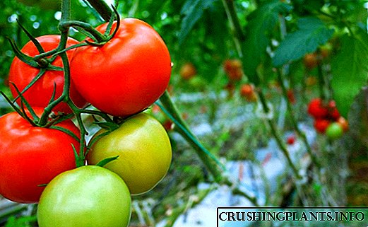 Ефектот на температурата врз развојот на доматот