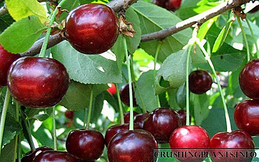 Tag nrho hais txog dyukas - hybrids ntawm cherries thiab cherries
