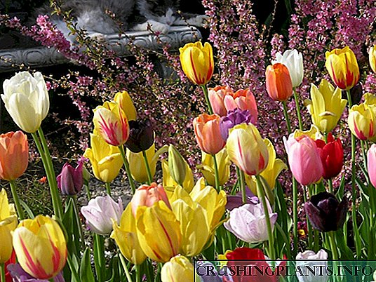 Kabeh babagan jinis tulip - kelas, klompok, lan varietas