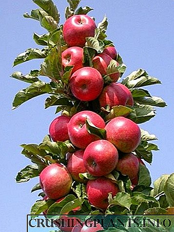 ვაშლის ხის სუსტი სვეტები