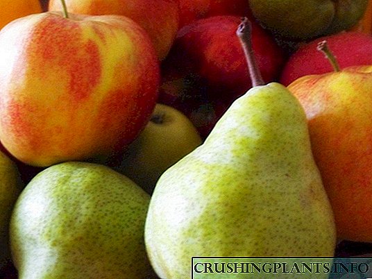 Apple bishiyoyi da pears: ta yaya kuma don ciyar?