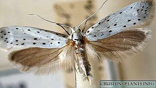Apple moth - kung paano haharapin ang isang peste?