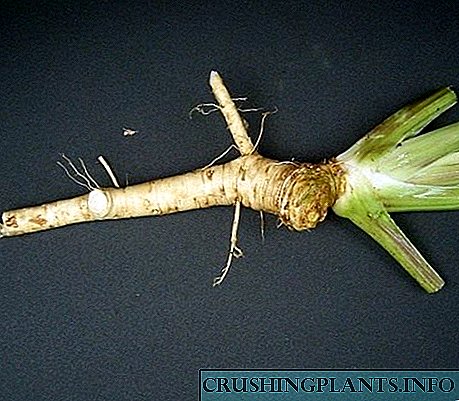 Keen horseradish