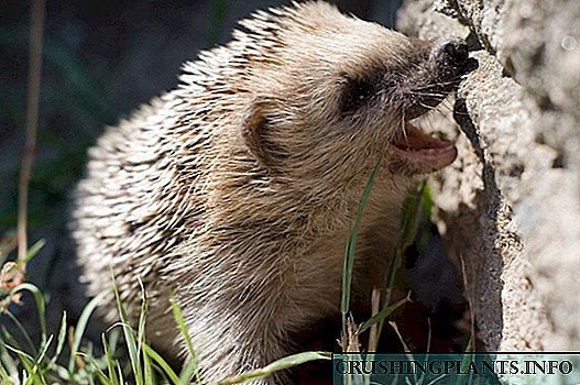 Hedgehog - kalorës në gjemba