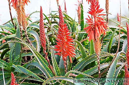 Aloe blom