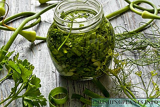Tanduran sayuran ijo kanggo mangsa: bumbu kanggo salad lan sup karo bawang putih, dill lan parsley